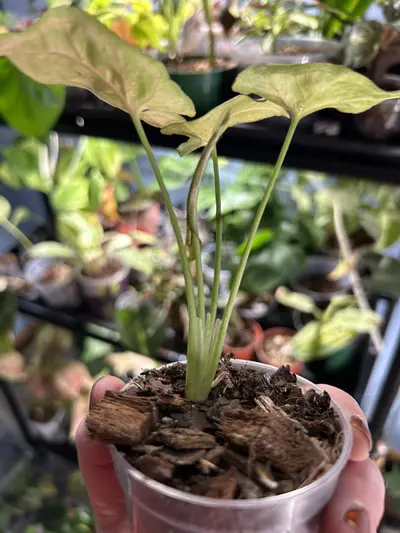 plant/Syngpnium Pink Flecks-2-thumbnail