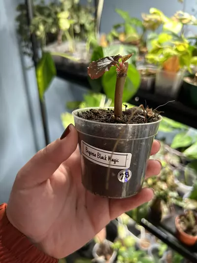 plant/Begonia black magic-2-thumbnail