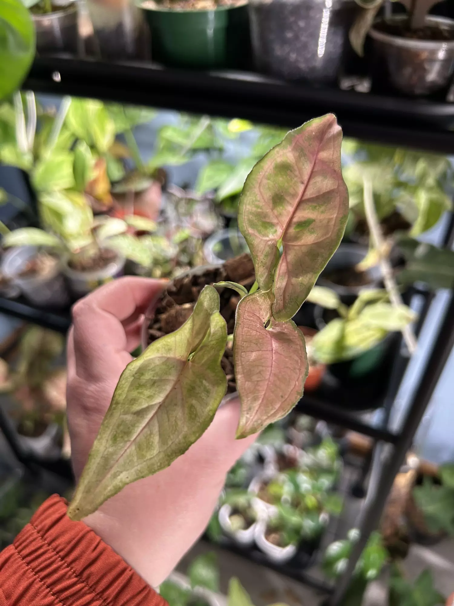 plant/Syngpnium Pink Flecks-0