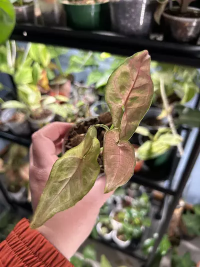 plant/Syngpnium Pink Flecks-0-thumbnail