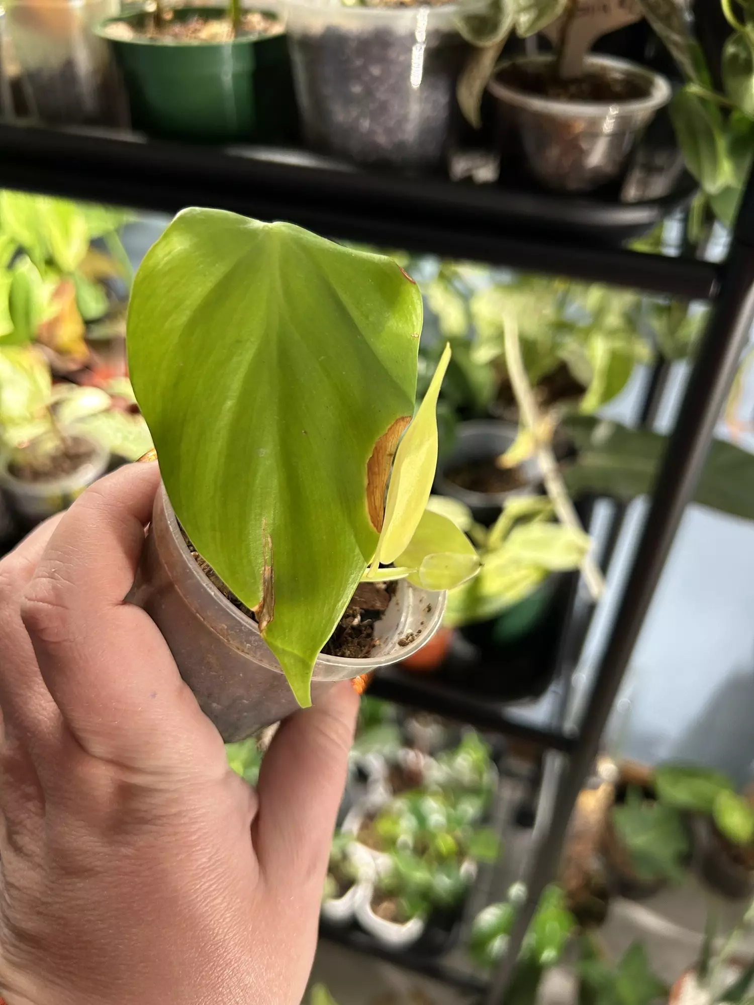 plant/Philodendron Neon Heartleaf-1