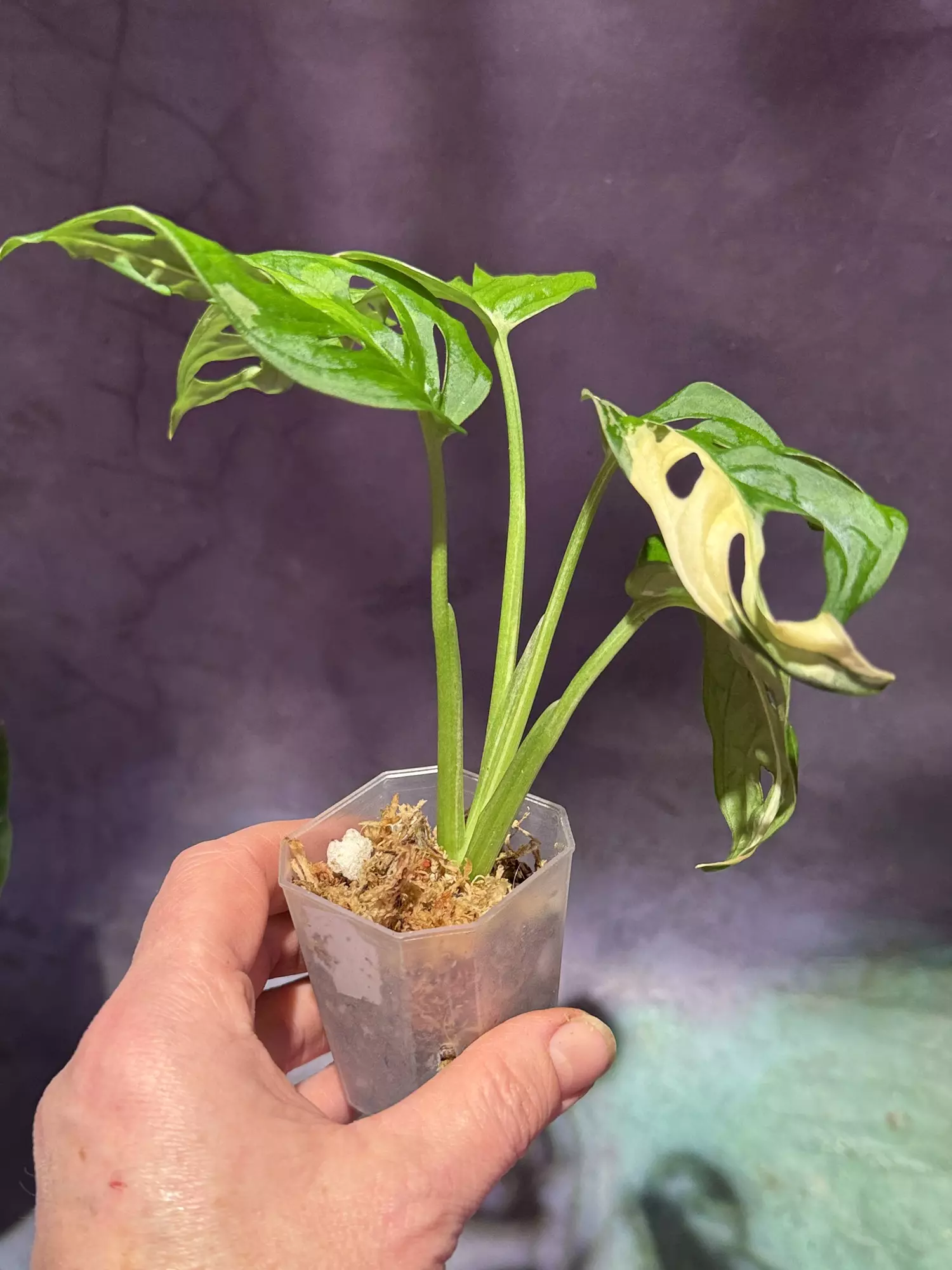 plant/Albo Adansonii monstera-4