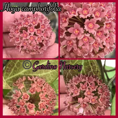 plant/Hoya camphorifolia-2-thumbnail