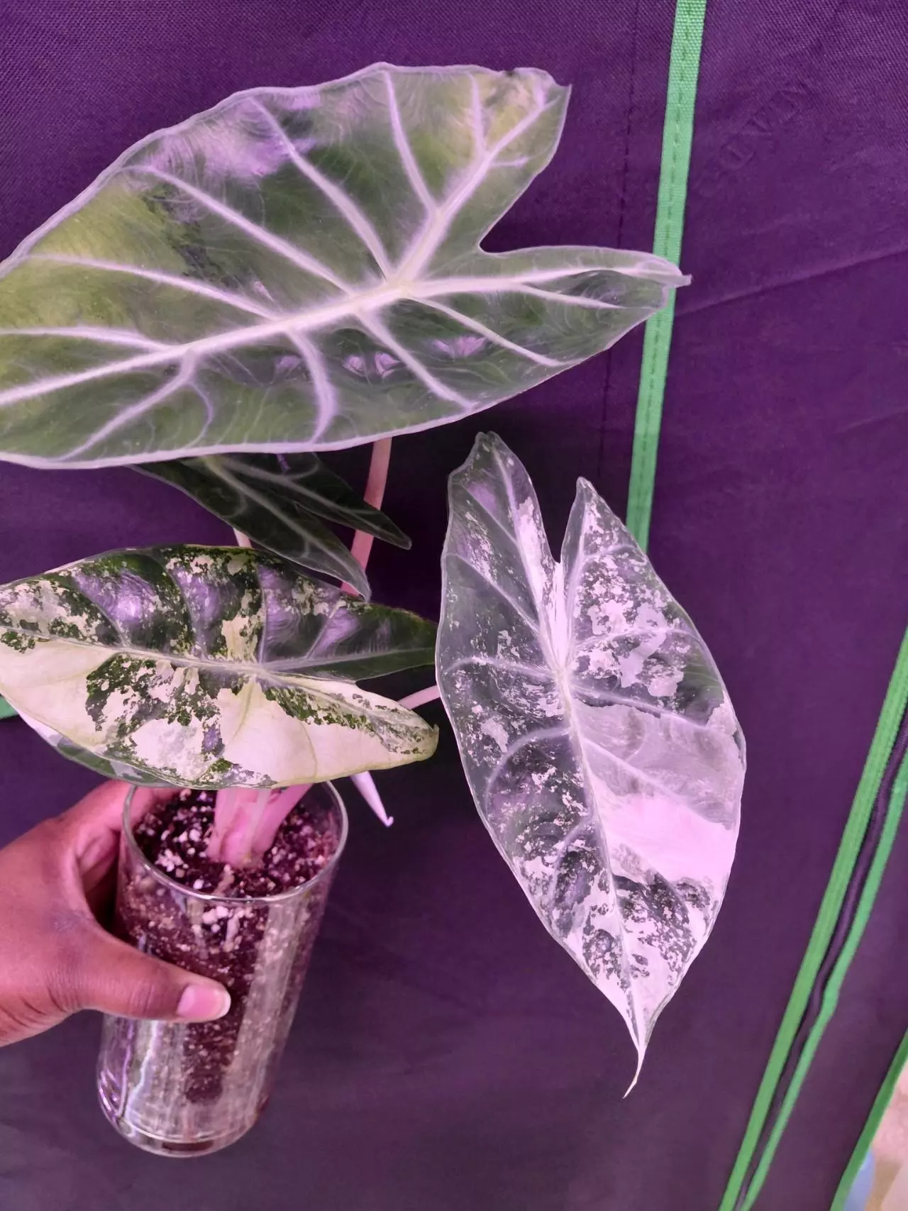 plant/Nairobi Nights Variegated Chunky Corm-1