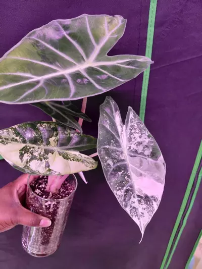 plant/Nairobi Nights Variegated Chunky Corm-1-thumbnail