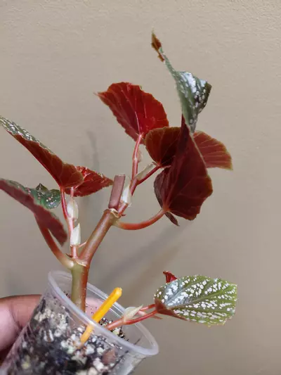 plant/Begonia Begino Pink-3-thumbnail