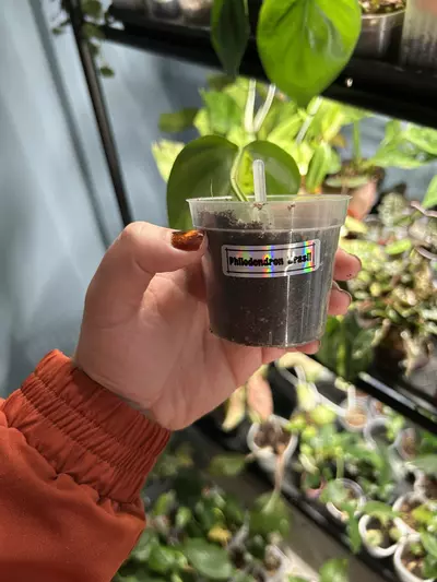 plant/Philodendron Brazil-1-thumbnail