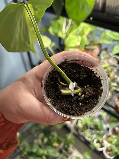 plant/Philodendron Brazil-2-thumbnail