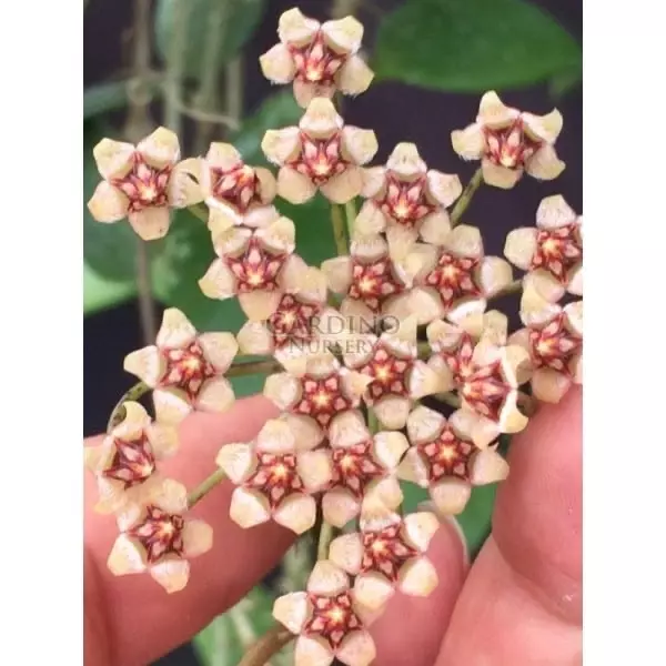 plant/Hoya micrantha EPC-368 (Big leaf clone)-1