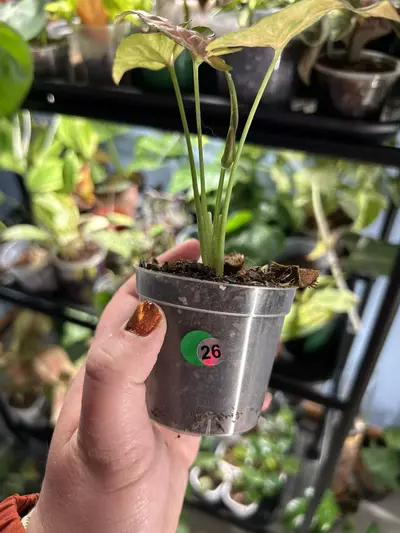 plant/Syngpnium Pink Flecks-1-thumbnail