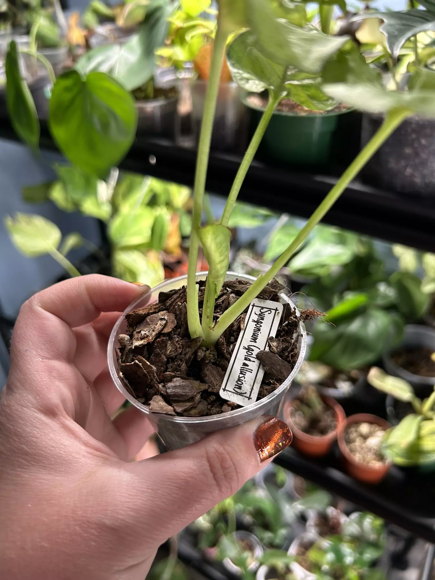 plant/Syngonium Gold Allusion-1