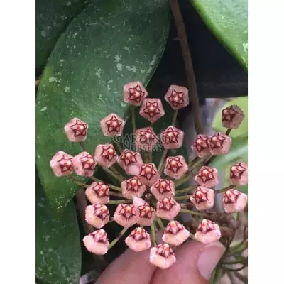 plant/Hoya micrantha EPC-368 (Big leaf clone)-2-thumbnail