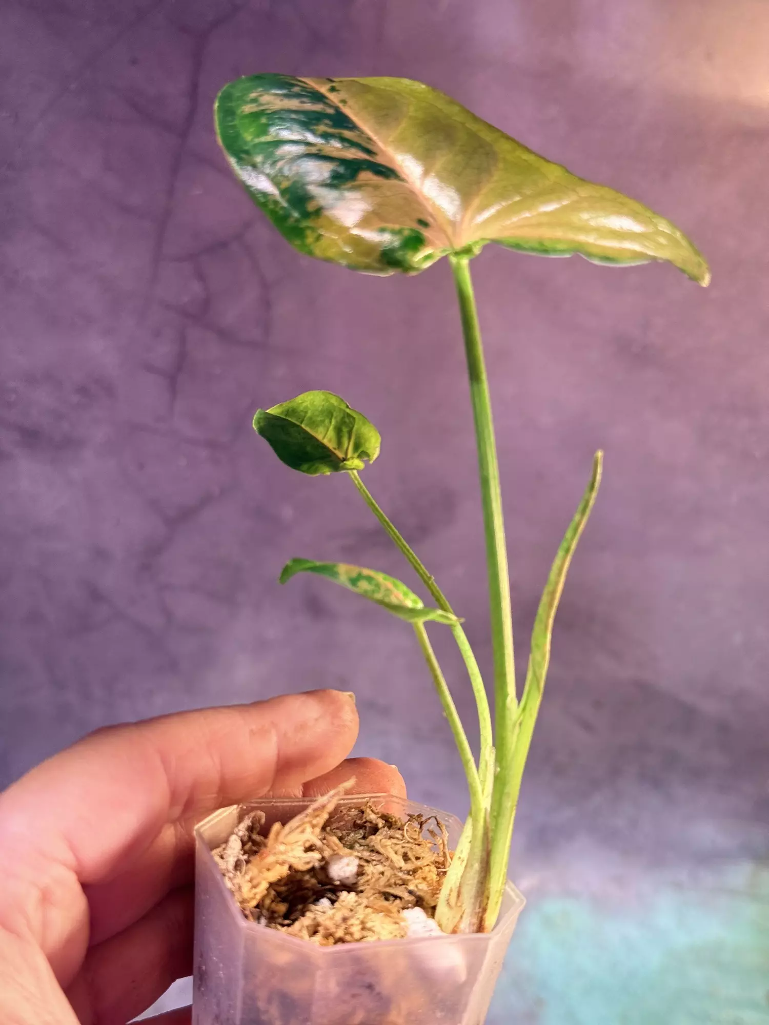 plant/Pink flecked syngonium lightly rooted-2