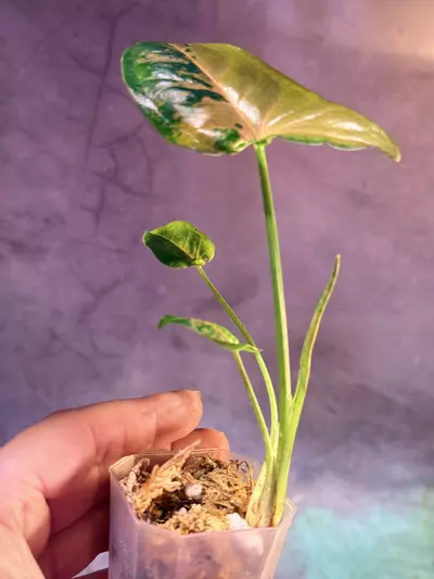 plant/Pink flecked syngonium lightly rooted-2-thumbnail