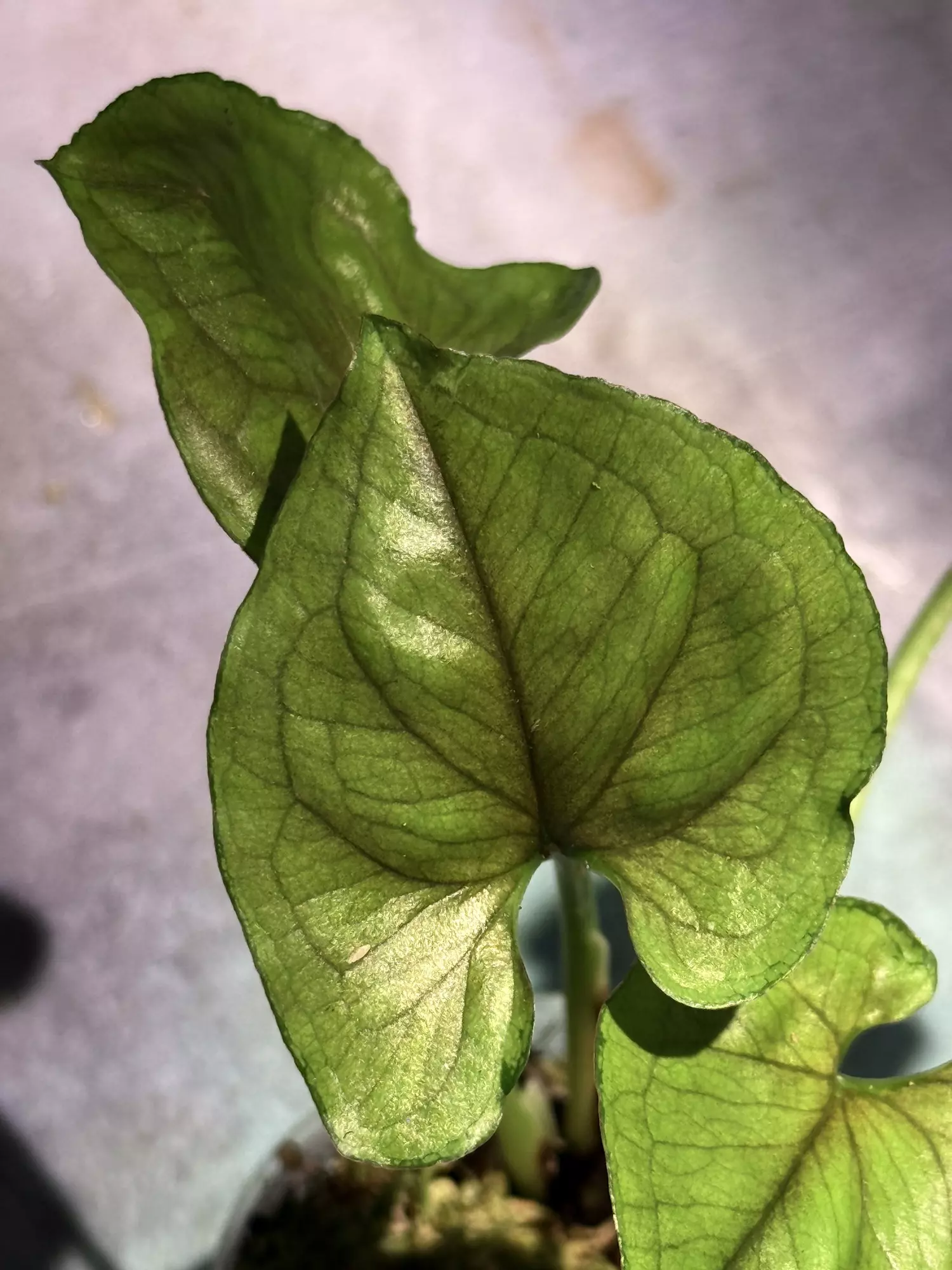 plant/Rasamee tong syngonium-1