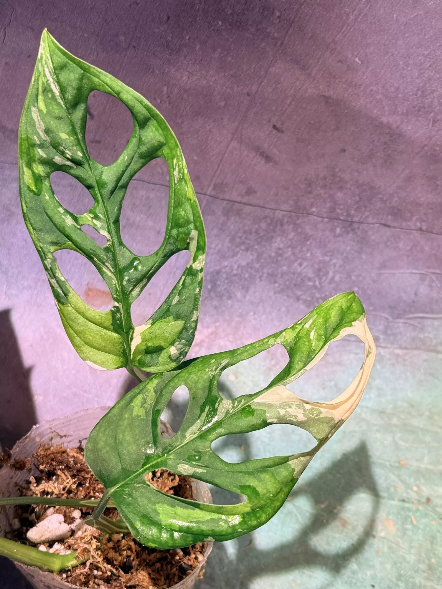 plant/Tricolor Adansonii monstera-1