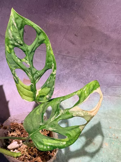 plant/Tricolor Adansonii monstera-1-thumbnail