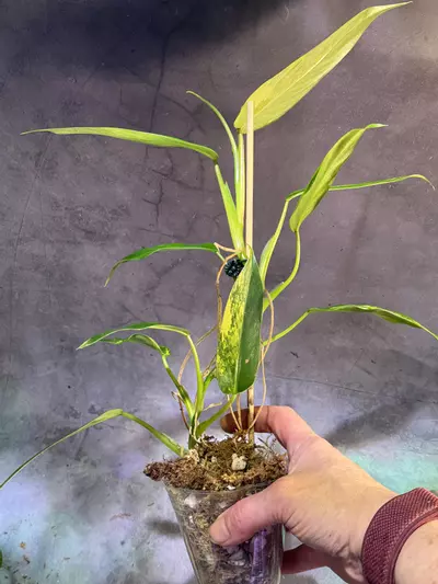 plant/Variegated domesticum philodendron-2-thumbnail