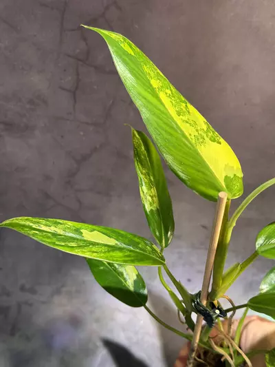 plant/Variegated domesticum philodendron-1-thumbnail