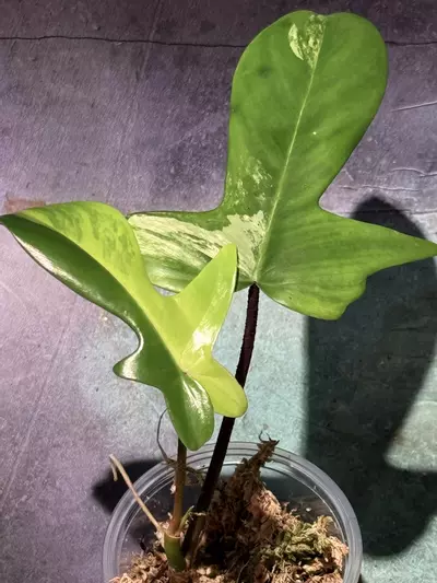 plant/Florida beauty philodendron-0-thumbnail