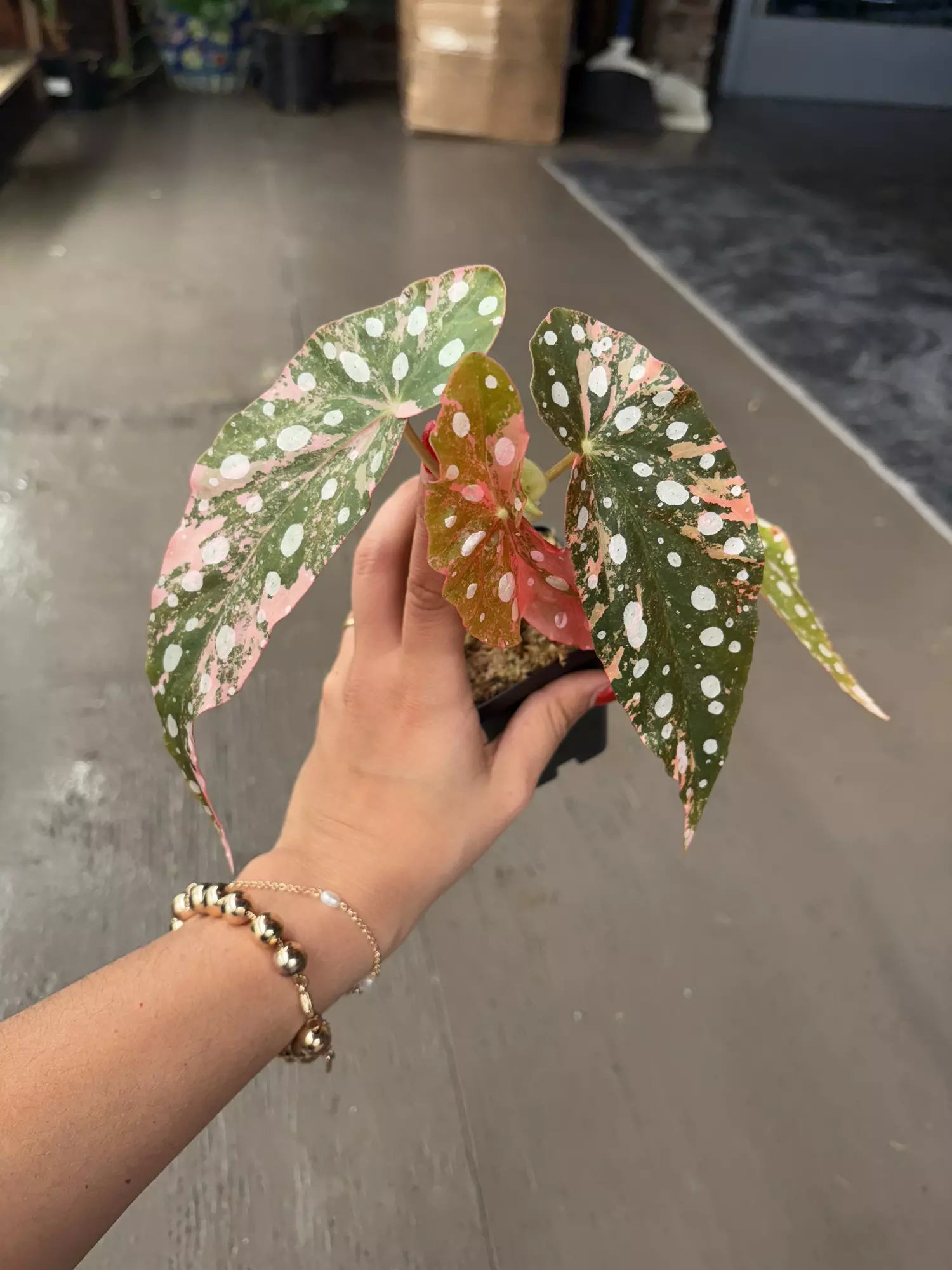plant/Begonia maculatata variegated 3”-0