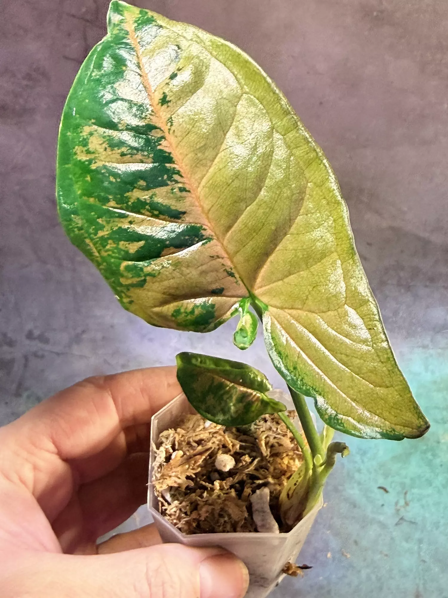 plant/Pink flecked syngonium lightly rooted-0