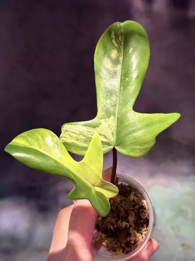 plant/Florida beauty philodendron-2-thumbnail