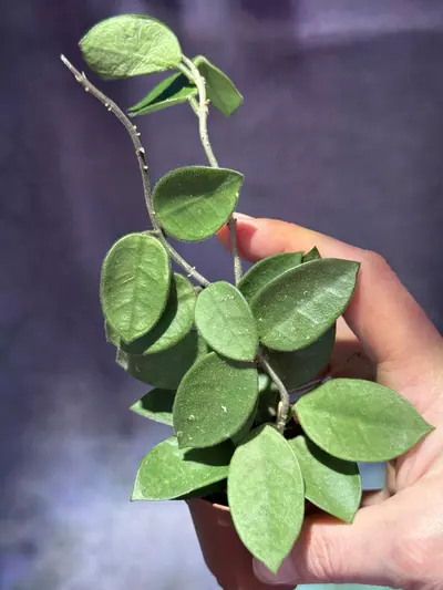 plant/Hoya chuoke-0-thumbnail