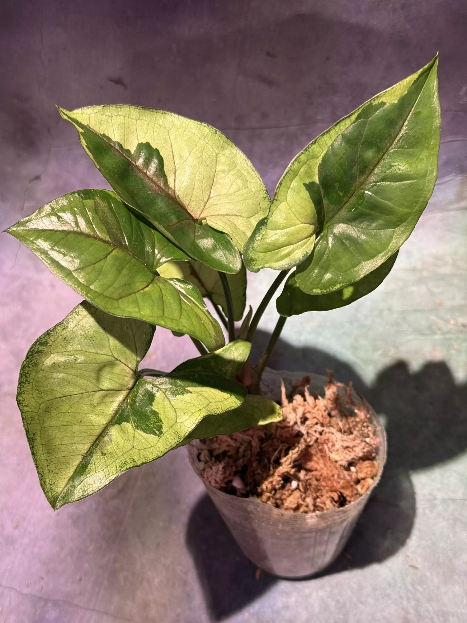 plant/Brown lava syngonium-0