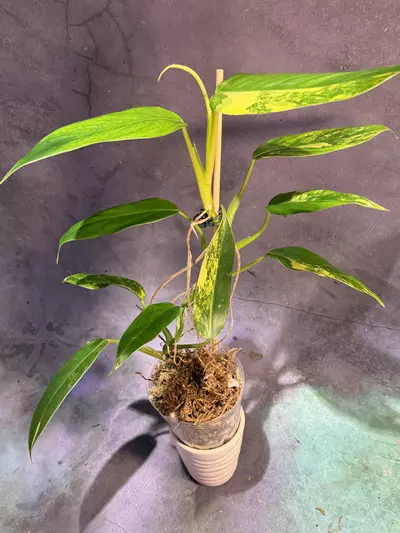 plant/Variegated domesticum philodendron-0-thumbnail