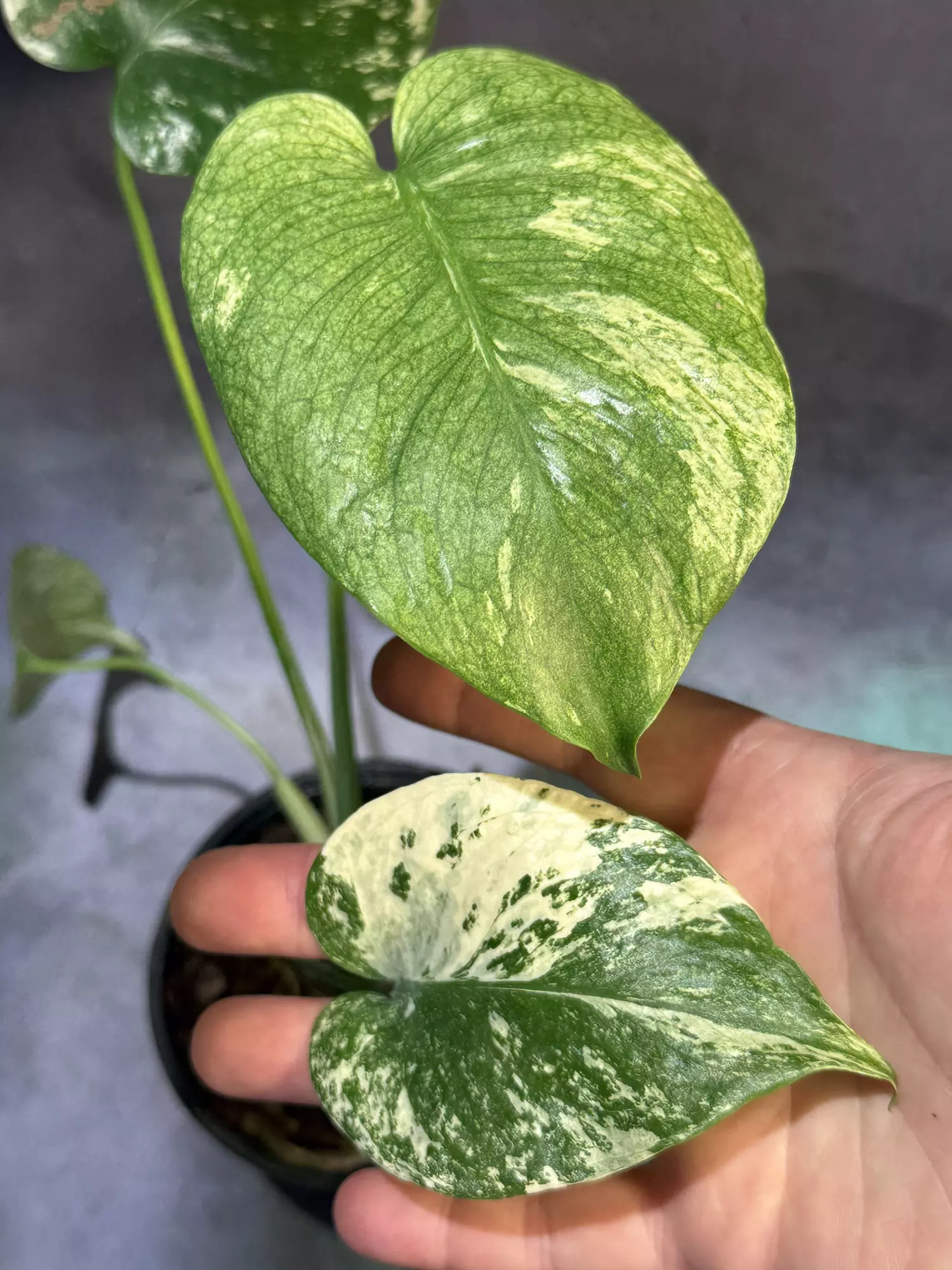 plant/Mint monstera 🎁-1