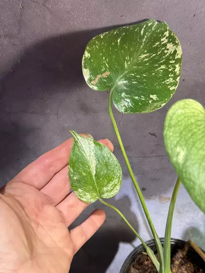 plant/Mint monstera 🎁-2-thumbnail