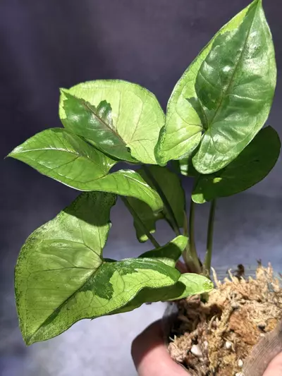 plant/Brown lava syngonium-2-thumbnail
