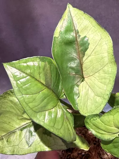 plant/Brown lava syngonium-1-thumbnail