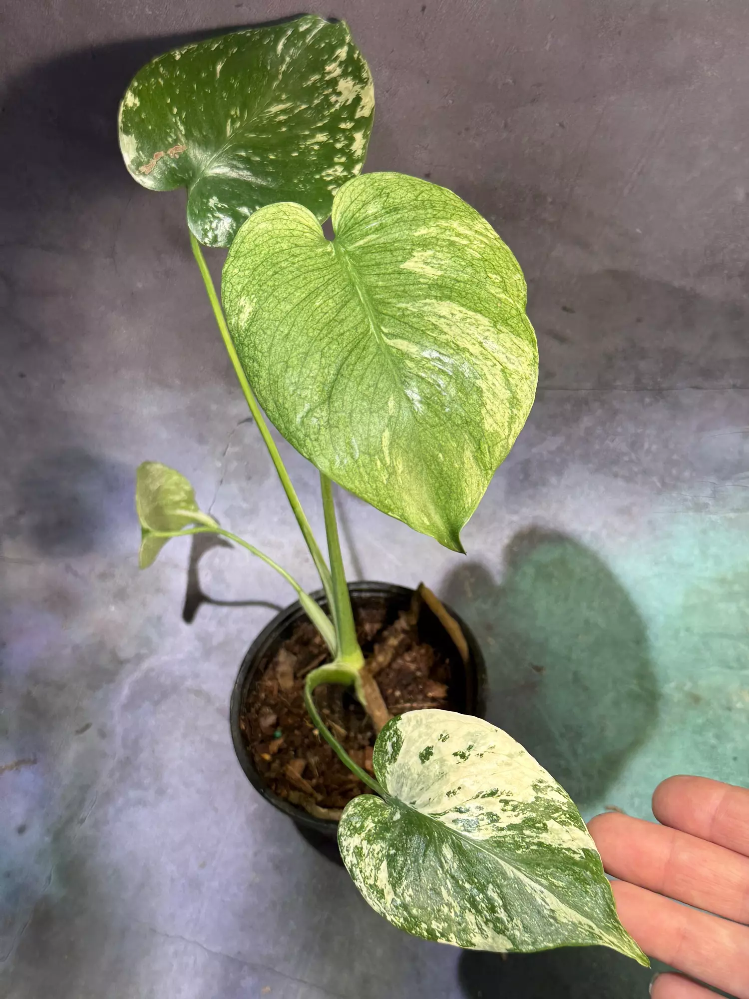 plant/Mint monstera 🎁-0