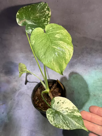 plant/Mint monstera 🎁-0-thumbnail