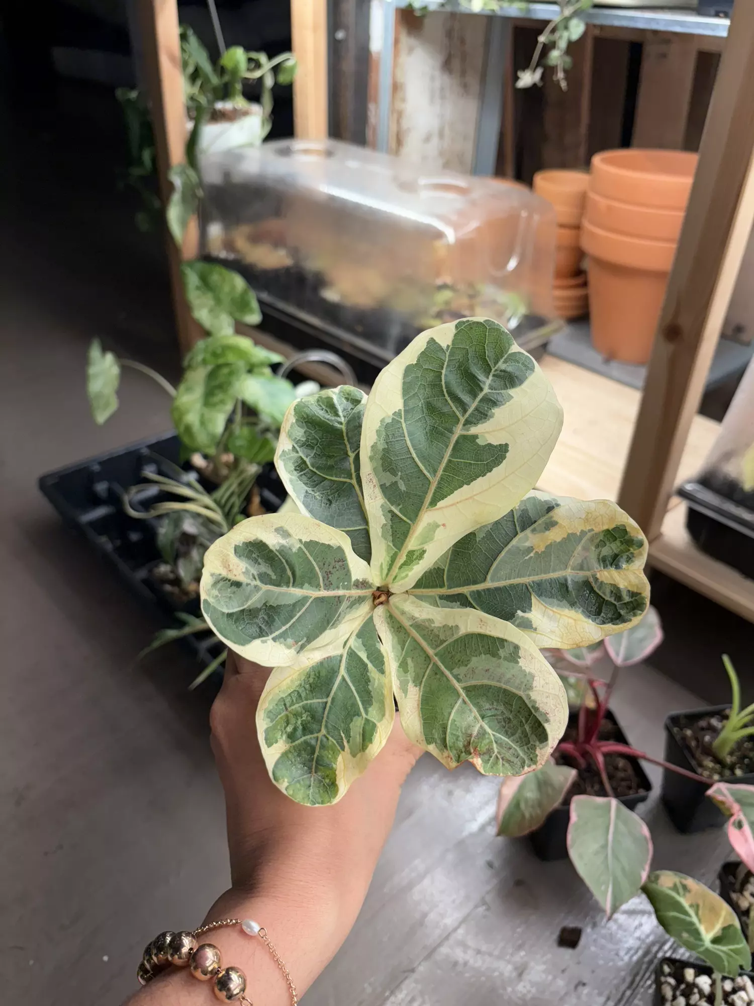 plant/Ficus lyrata 3”-0