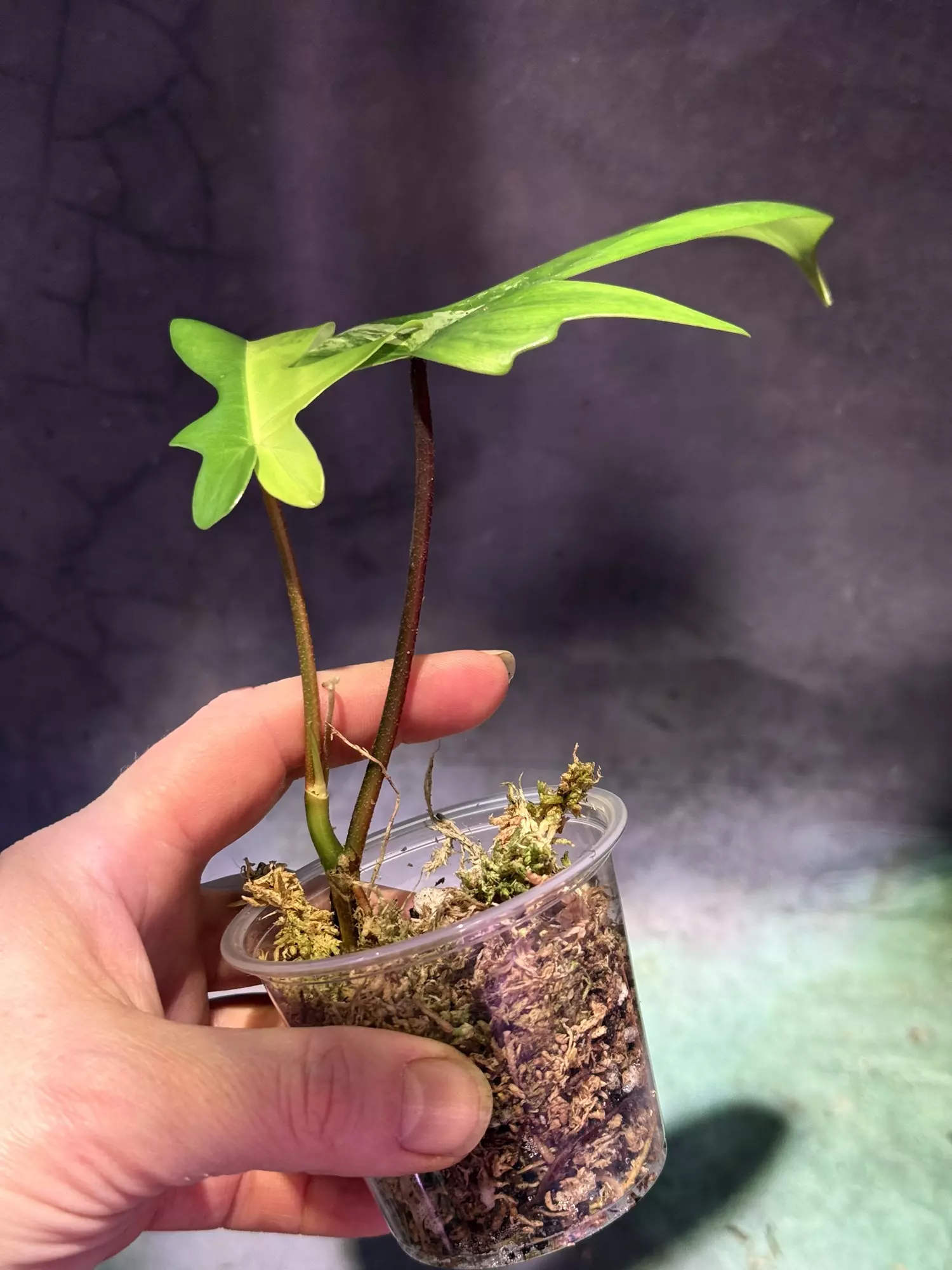 plant/Florida beauty philodendron-1