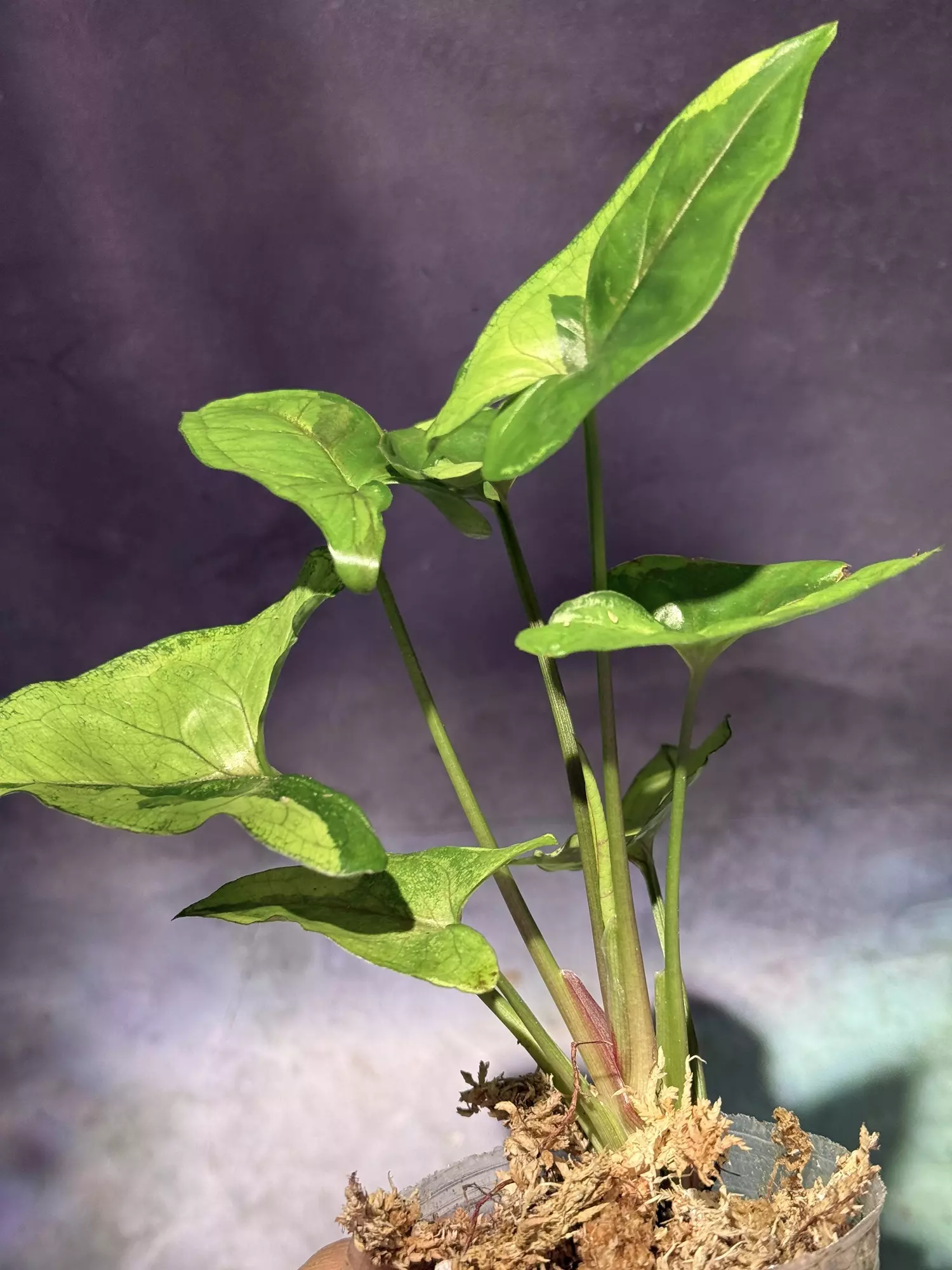 plant/Brown lava syngonium-3