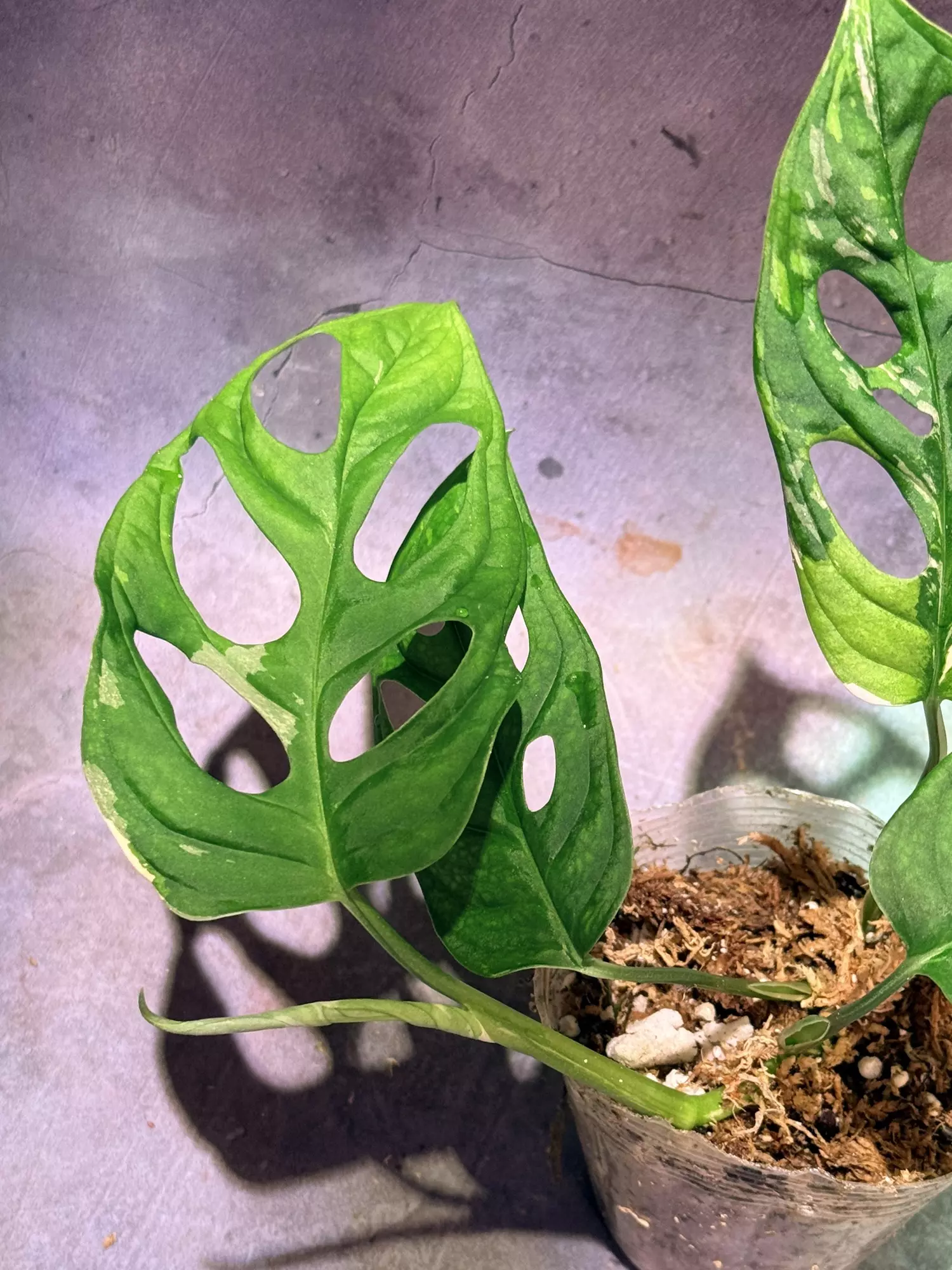 plant/Tricolor Adansonii monstera-2