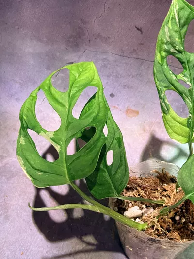 plant/Tricolor Adansonii monstera-2-thumbnail