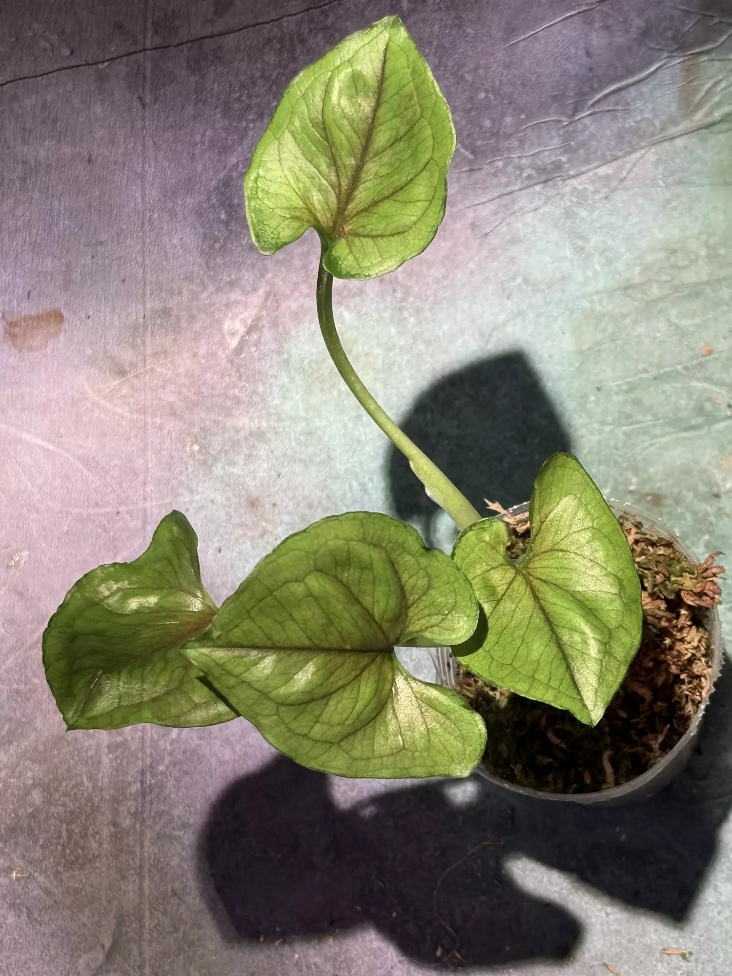 plant/Rasamee tong syngonium-0