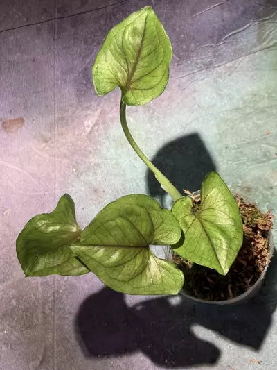 plant/Rasamee tong syngonium-0-thumbnail