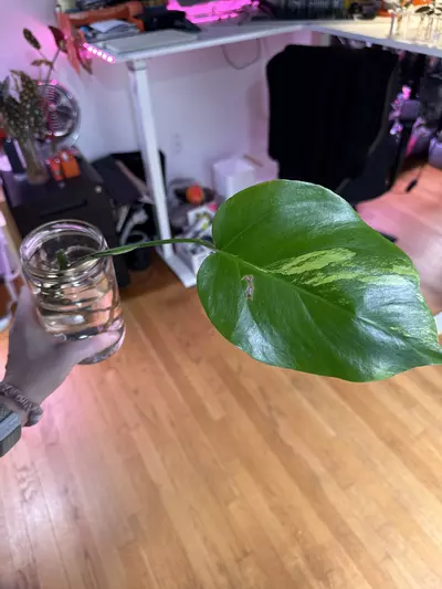 plant/Borsigiana Aurea (mid cut)-0-thumbnail