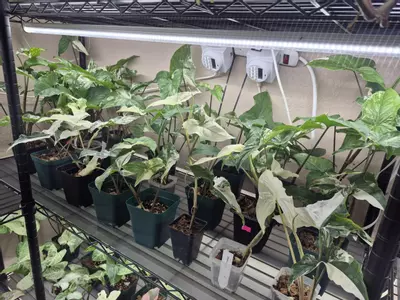 plant/Syngonium Albo-0-thumbnail