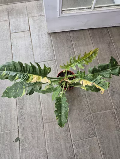 plant/Ring of Fire 🔥-0-thumbnail