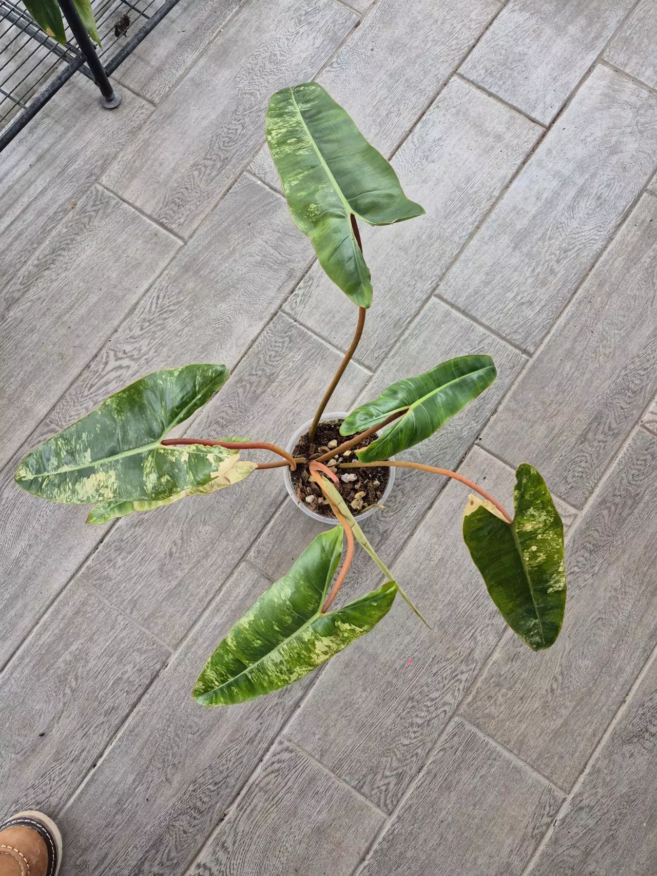 plant/Big Ass Billietiae Variegated-1