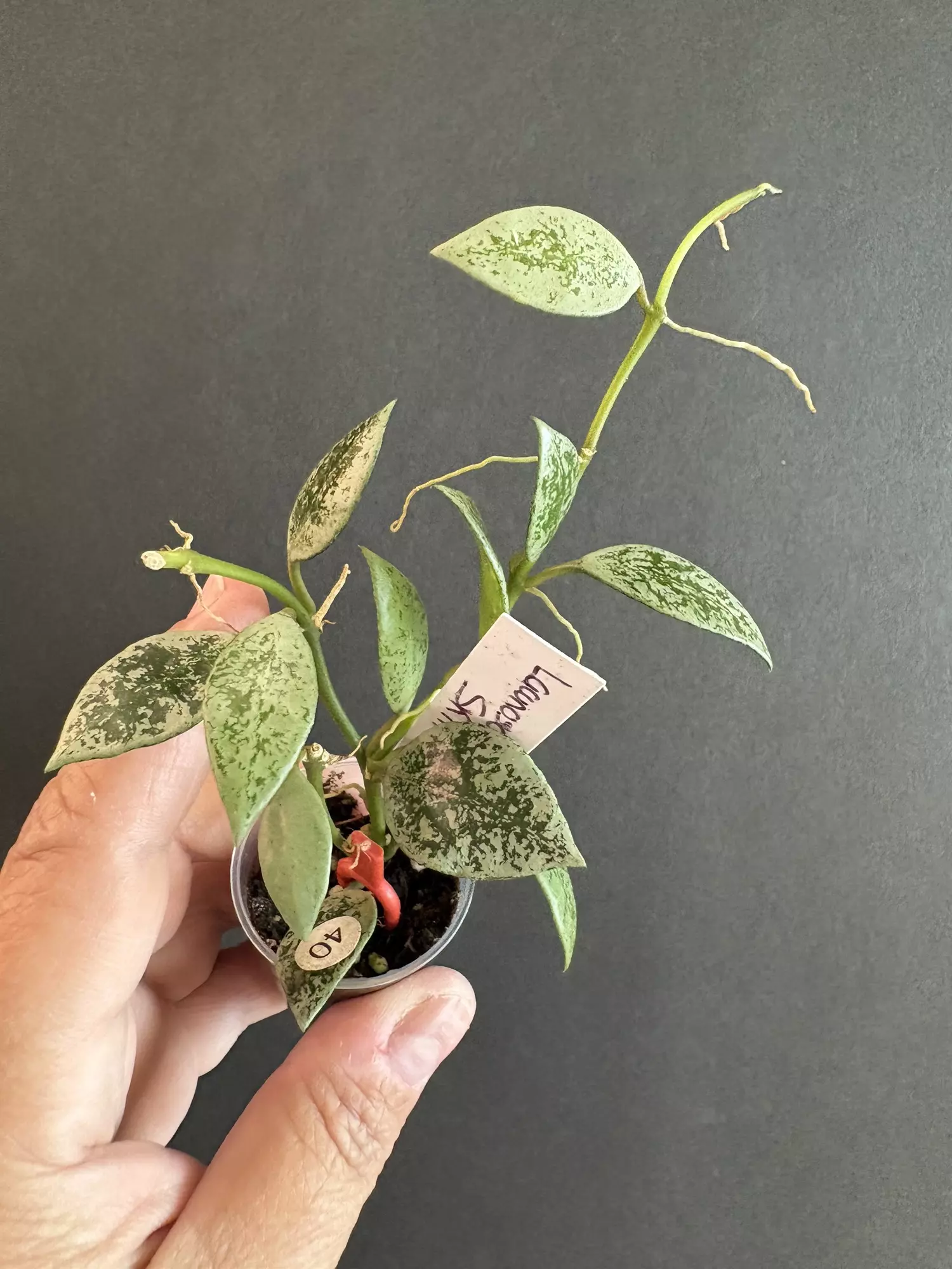 plant/Lacunosa Leopard skin-0