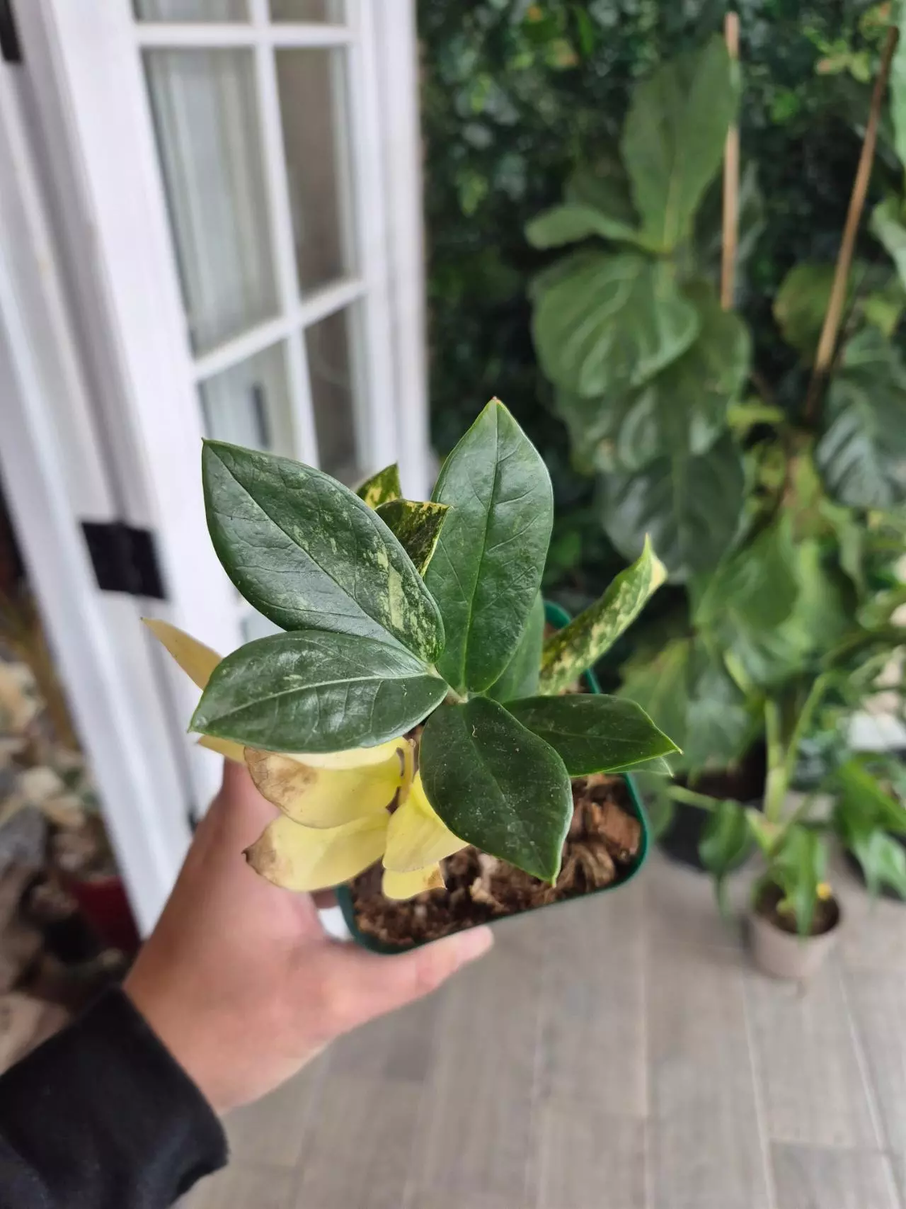 plant/Variegated zz-1