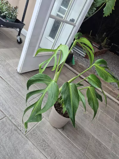 plant/BMF gc-4-thumbnail